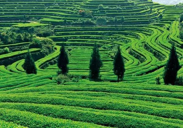 漫谈川茶(下篇):博大精深的四川茶文化——一碗茶里的千古理趣